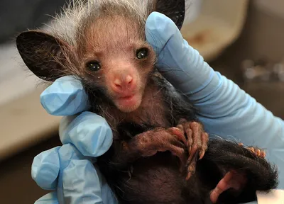 Aye-aye close up showing large ears, staring eyes, and thin fingers