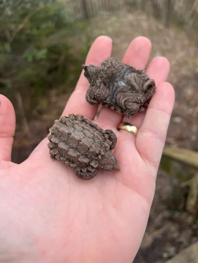 Alligator snapping turtle underwater with ridged shell and heavy head
