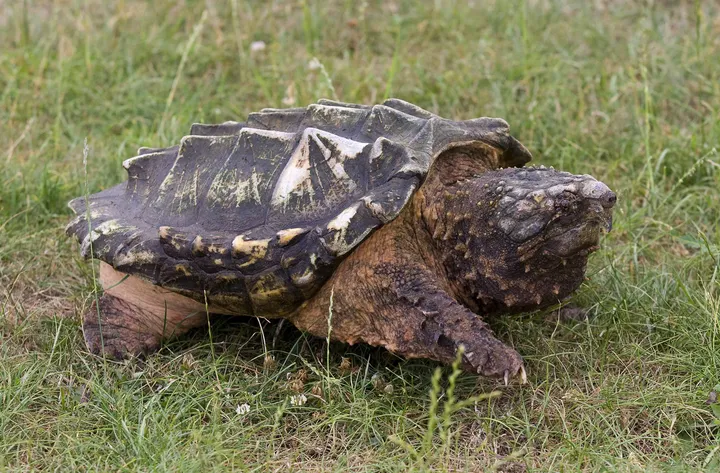 Close view of an alligator snapping turtle head and hooked beak