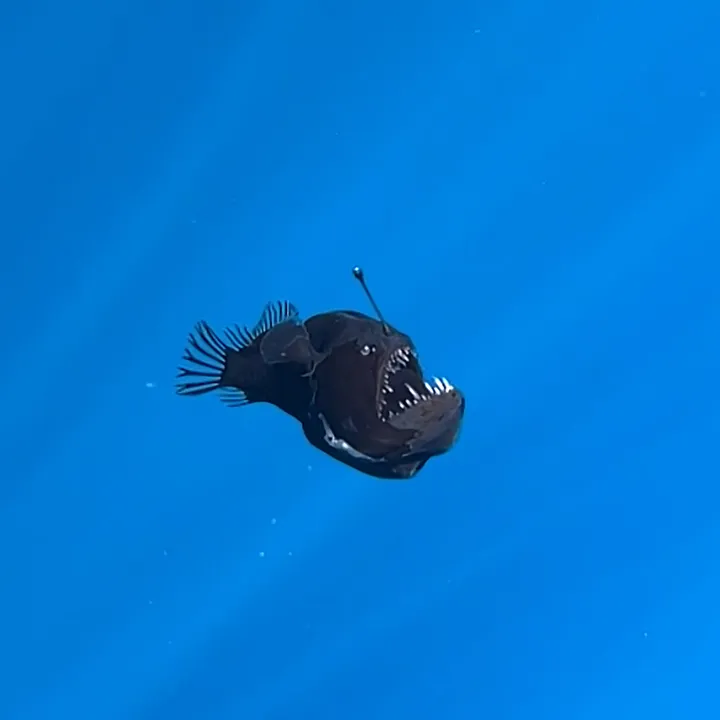 Deep-sea anglerfish swimming in darkness with lure above its head