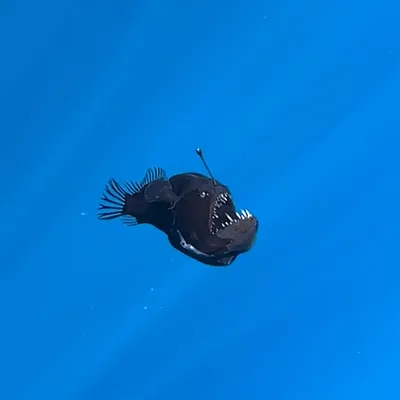 Deep-sea anglerfish swimming in darkness with lure above its head