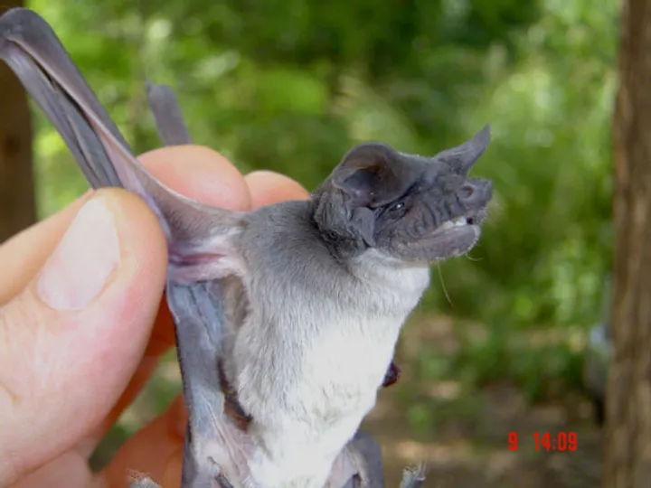 Angolan free-tailed bat clinging to cave rock with wings folded