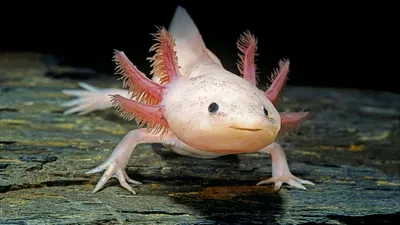 Pink axolotl resting on a log with feathery external gills