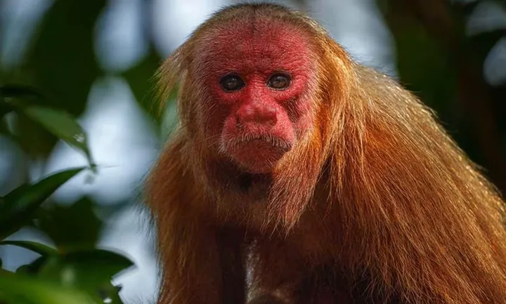 Bald uakari in side view highlighting its bald face and wiry body