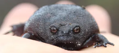 Black rain frog front view with round body and frowning face