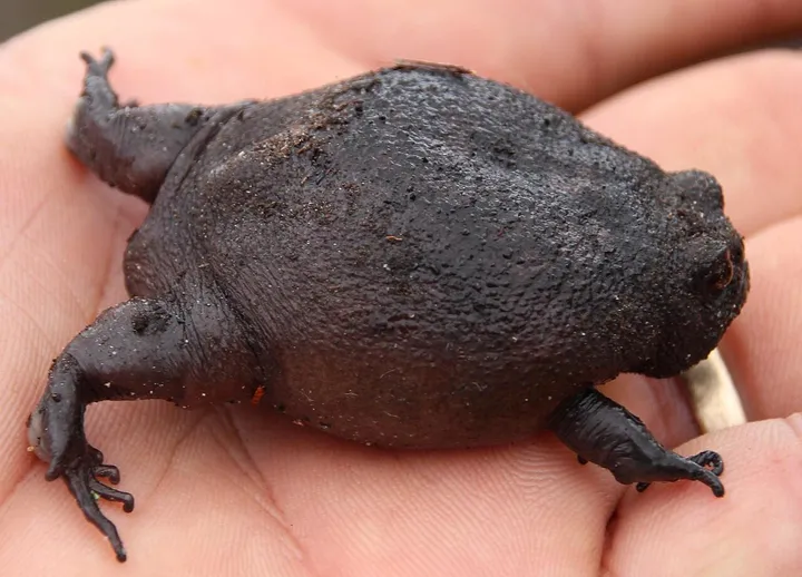 Black rain frog side view showing squat body and short legs