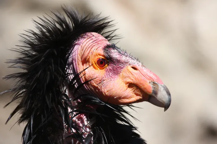 Close view of a California condor head with orange skin and hooked beak