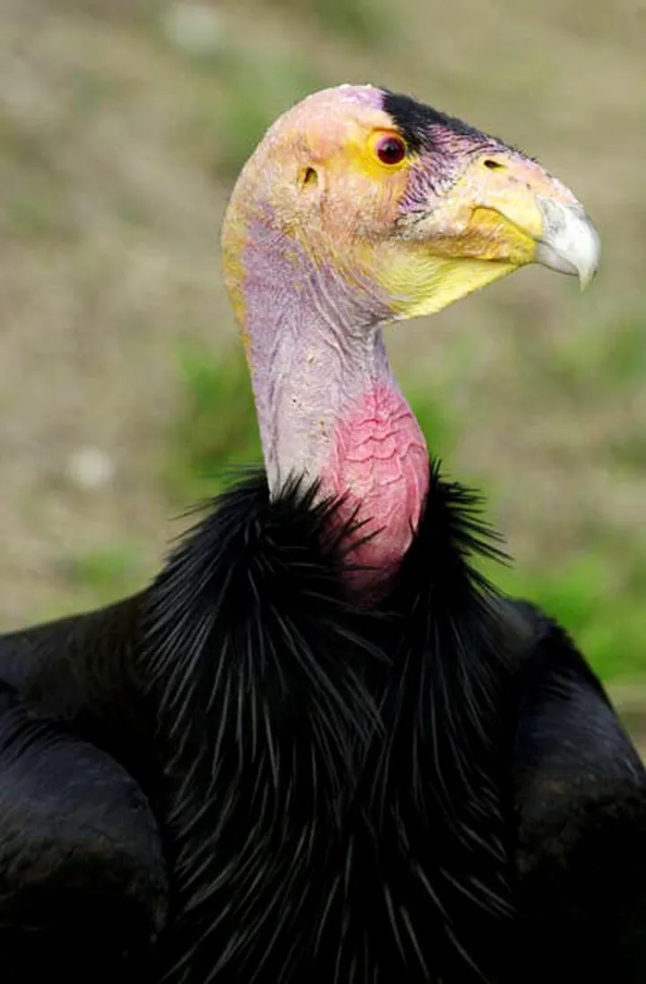 California condor perched with bald head and dark body feathers