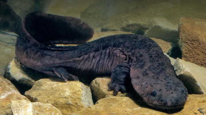 Chinese giant salamander underwater showing broad flat head and folded skin