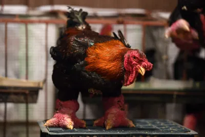 Dong Tao chicken side view highlighting bulky body and oversized legs