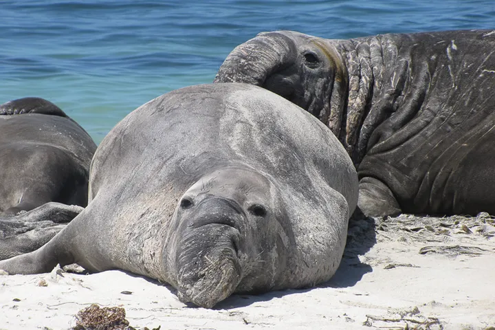 Close view of an elephant seal face with large eyes and trunk-like nose