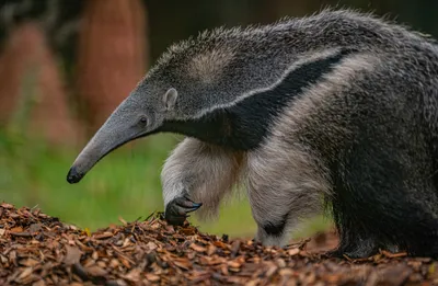 Giant anteater walking with long snout, shaggy coat, and bushy tail