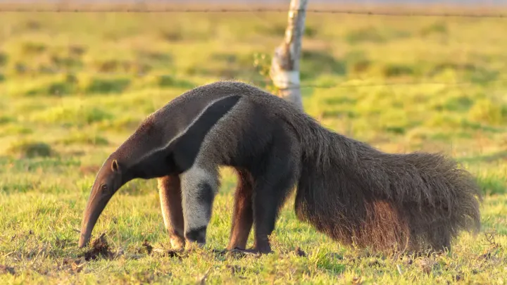 Giant anteater in side profile highlighting curved claws and striped coat
