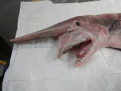 Goblin shark head in side view showing long snout and exposed teeth