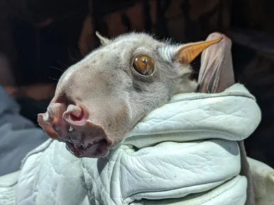 Hammer-headed bat portrait showing oversized muzzle and broad ears