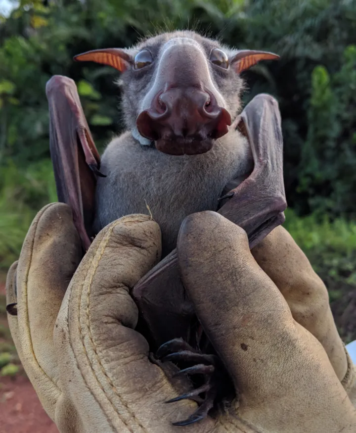 Front view of a hammer-headed bat face with swollen lips and nose