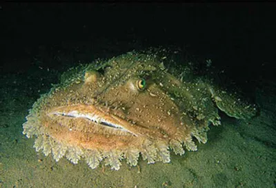 Monkfish on the seafloor showing broad head and camouflaged skin