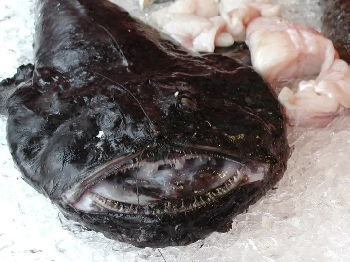 Close view of a monkfish face with huge mouth and mottled skin