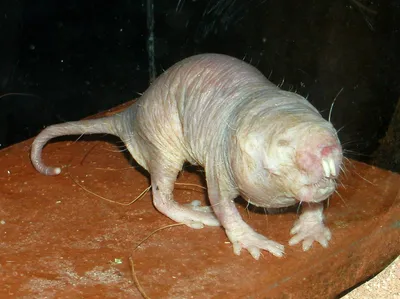 Naked mole rat on the ground showing wrinkled skin and protruding incisors