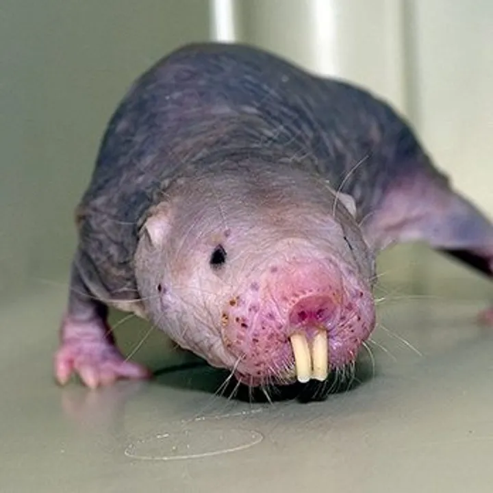 Naked mole rat in side profile with nearly hairless body and pink snout