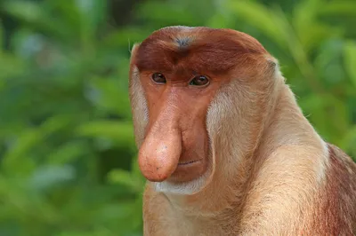 Male proboscis monkey portrait showing long drooping nose and reddish fur