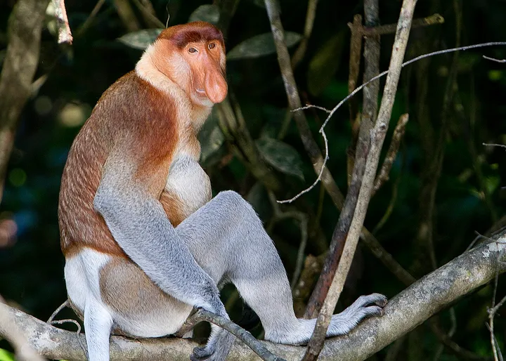 Proboscis monkey perched on a branch with long tail and pale belly
