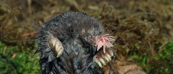 Close view of a star-nosed mole with fleshy nose tentacles spread forward