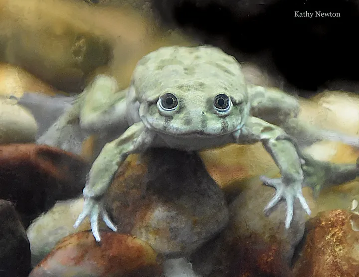 Titicaca water frog underwater with broad face and wrinkled skin