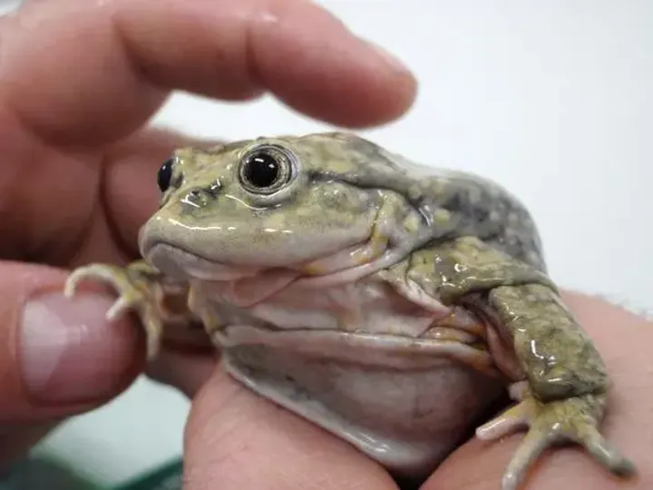 Titicaca water frog being held, showing folded skin and wide mouth