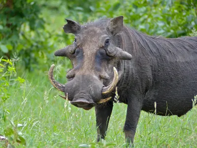 Warthog face showing tusks, wart pads, and coarse bristles
