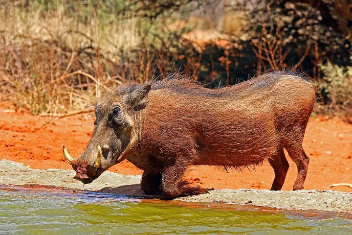 Warthog standing in grassland with tusks and raised mane