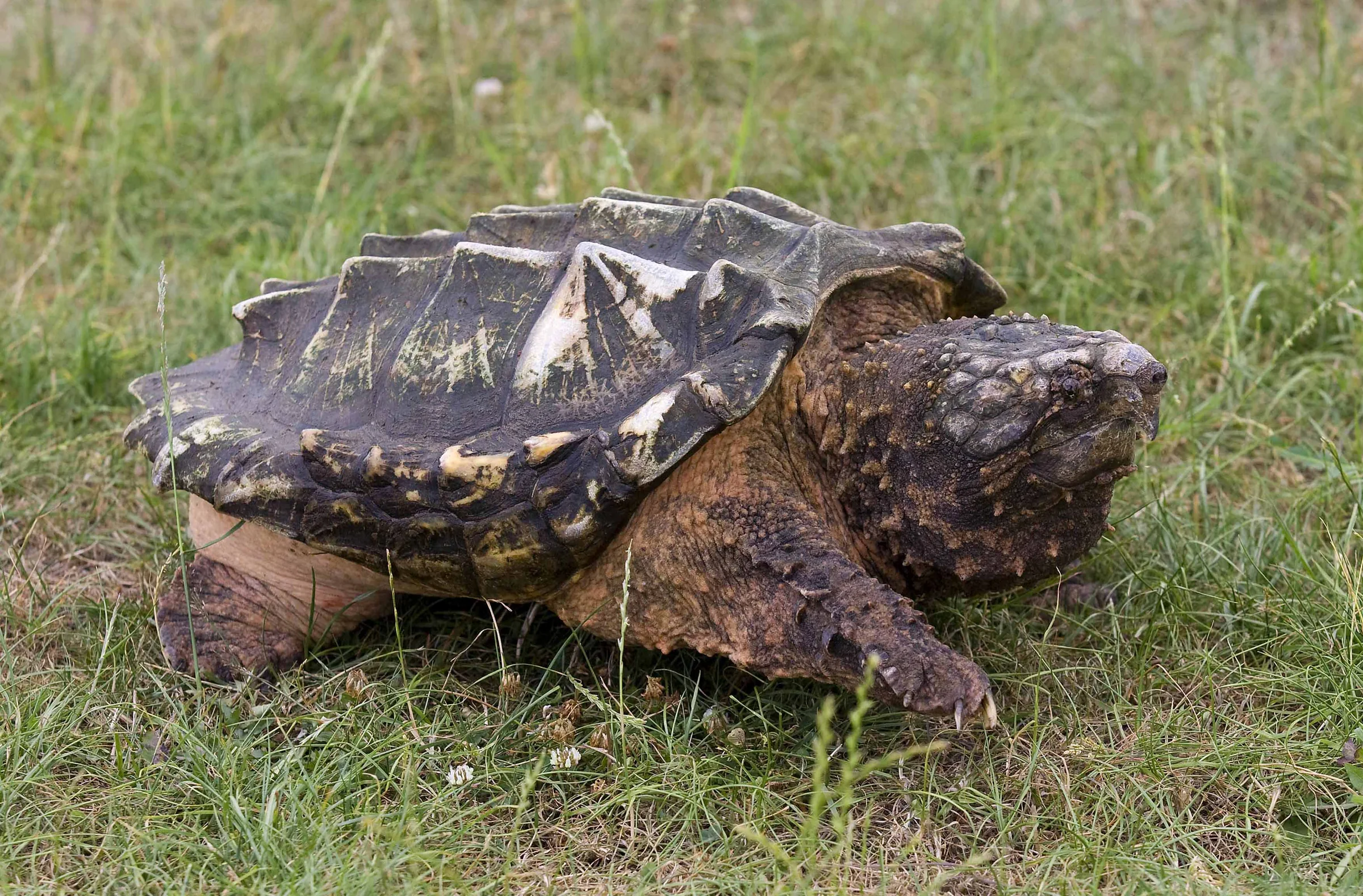 Alligator snapping turtle with a ridged shell and hooked jaws