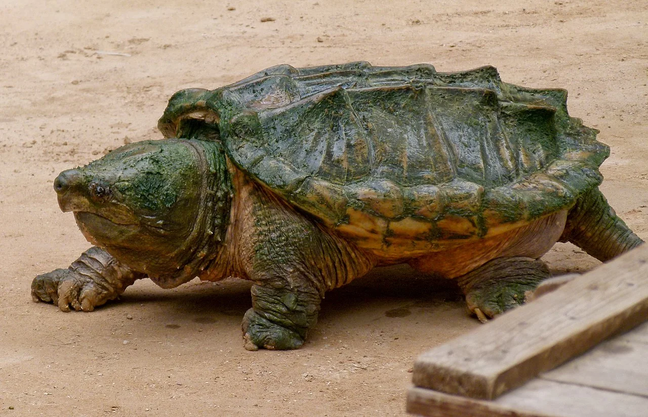 Close view of an alligator snapping turtle's head