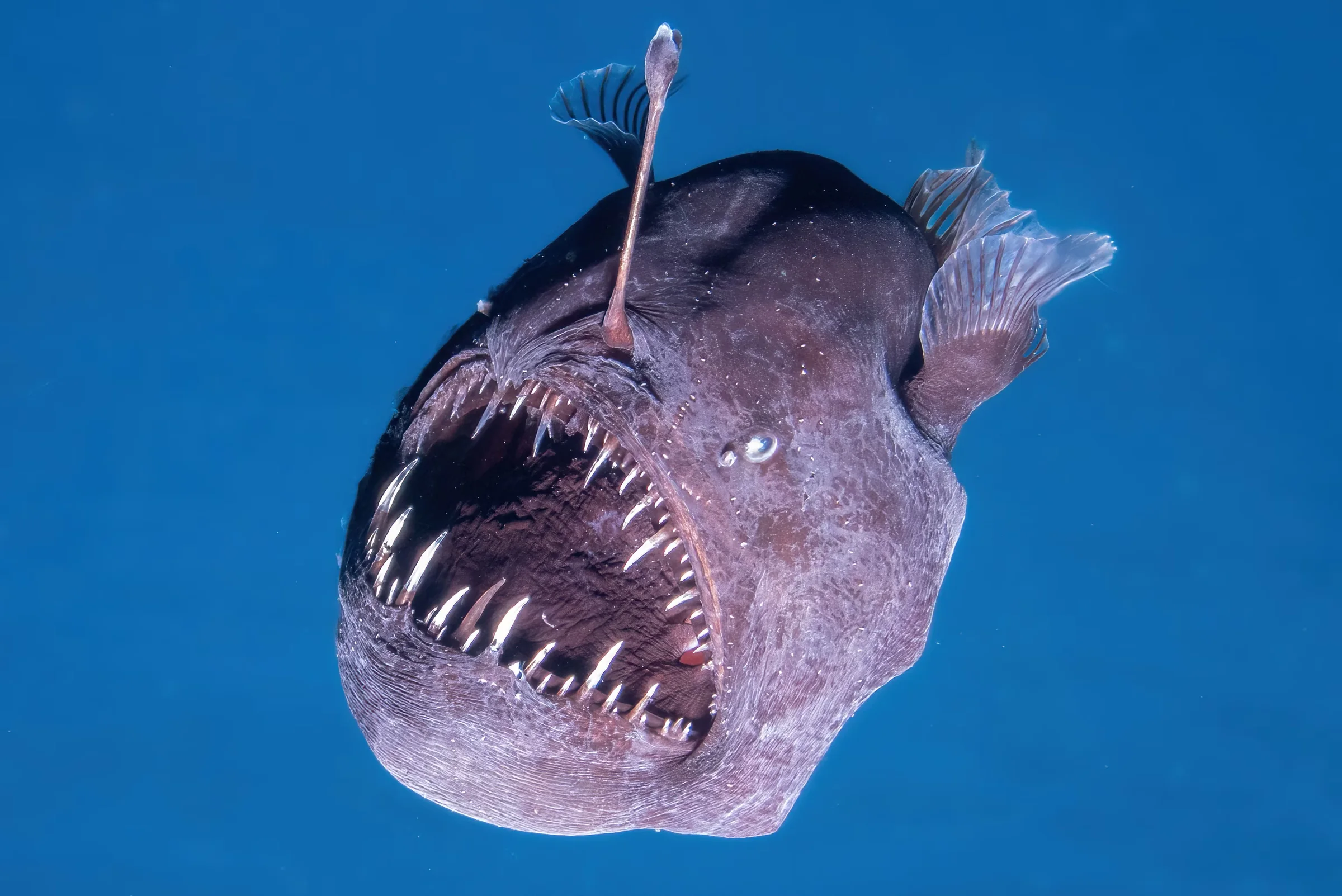 Deep-sea anglerfish with a lure above its mouth