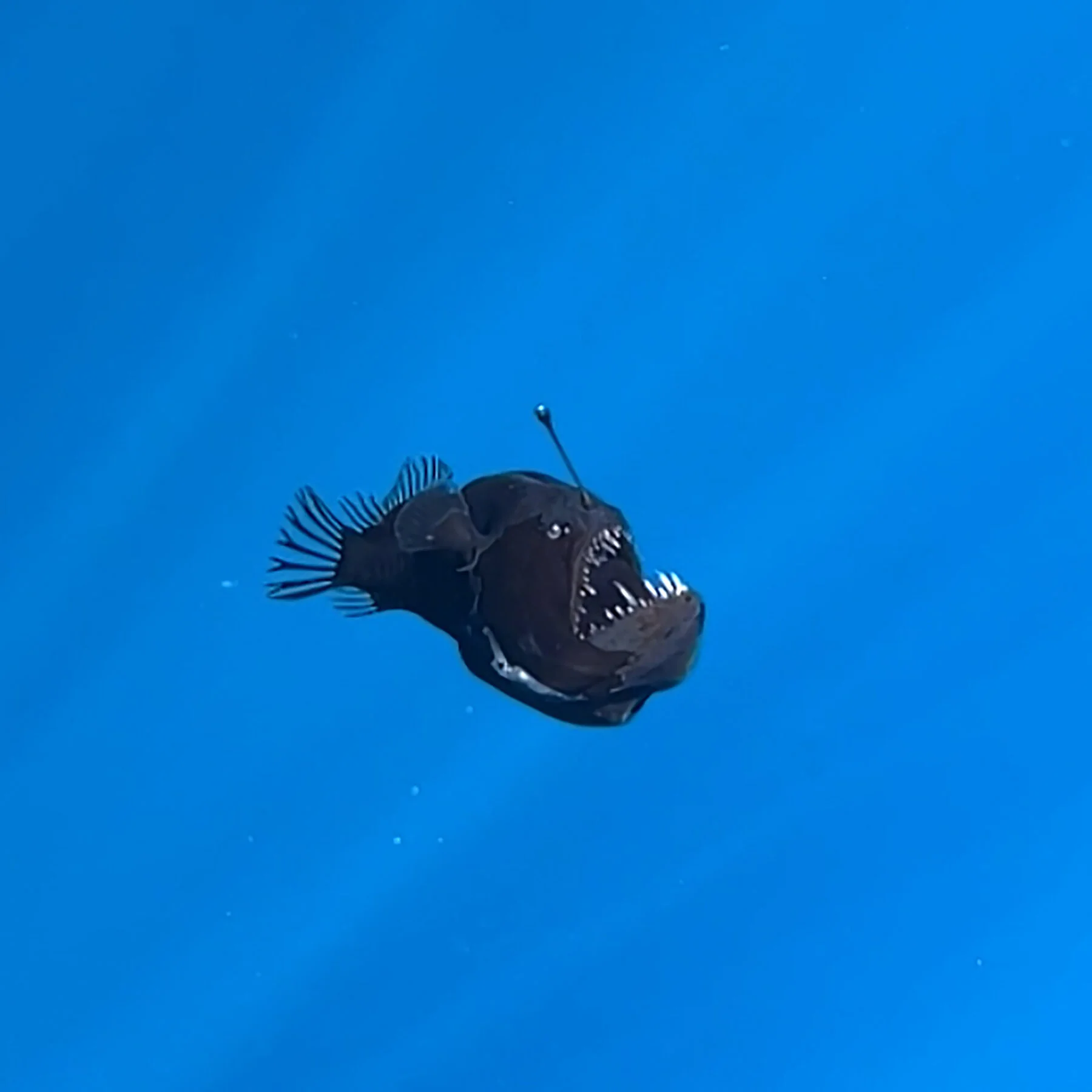 Deep-sea anglerfish showing long teeth and a rounded body