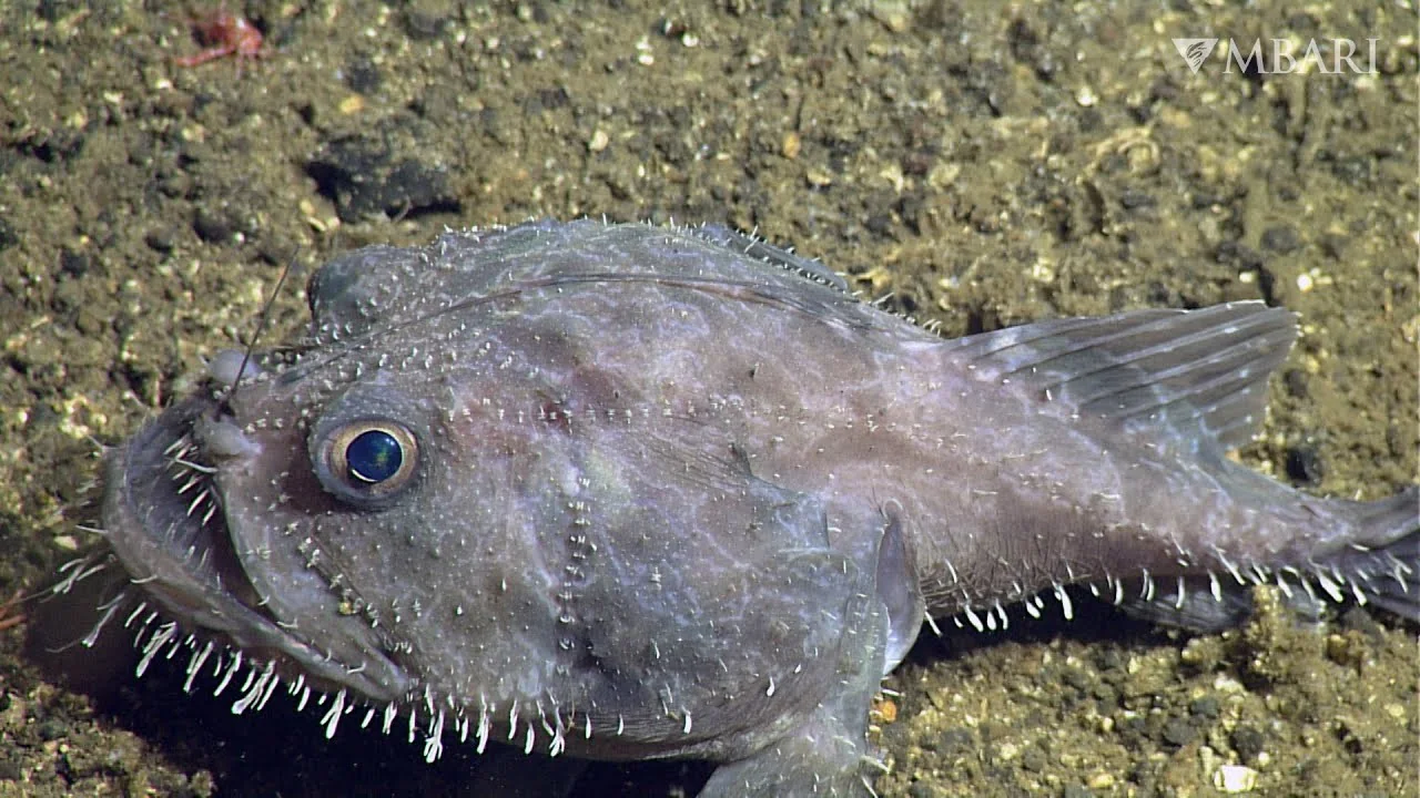 Anglerfish specimen with a visible fishing lure