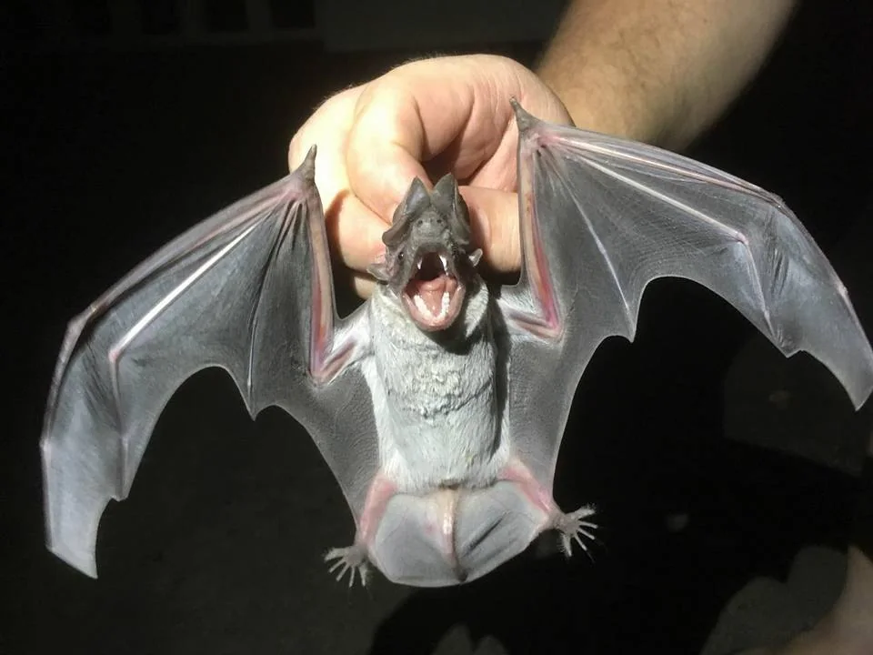 Angolan free-tailed bat with broad ears and wrinkled lips