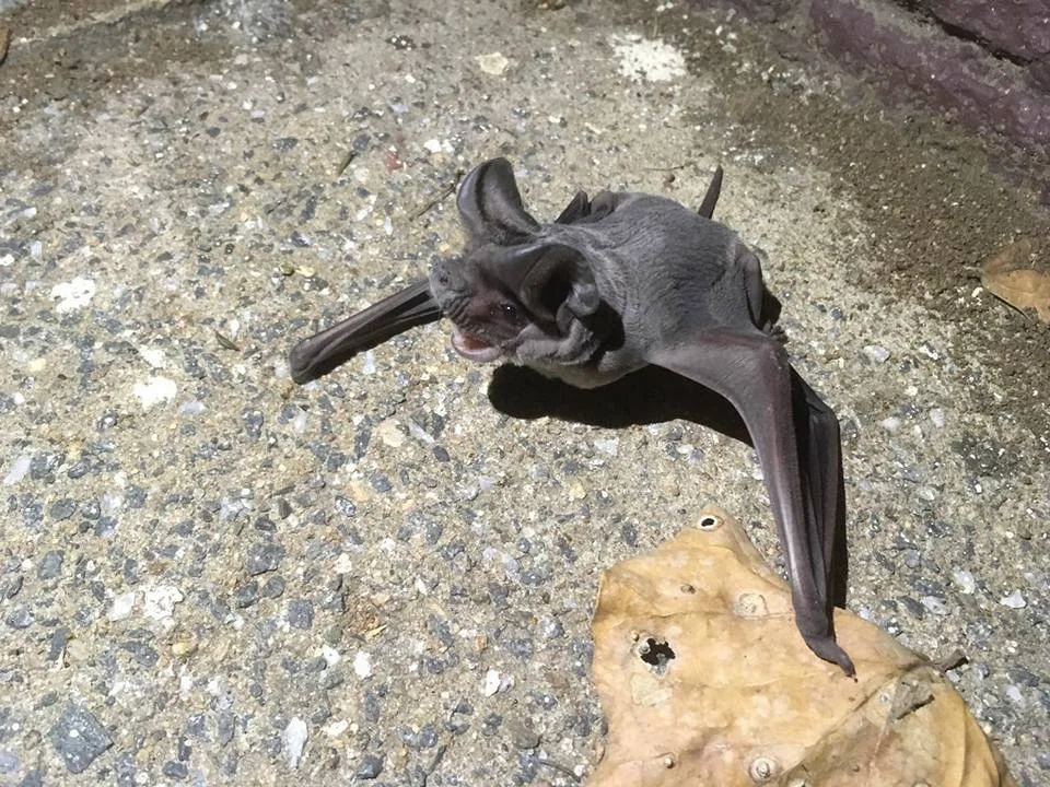 Close view of an Angolan free-tailed bat's face