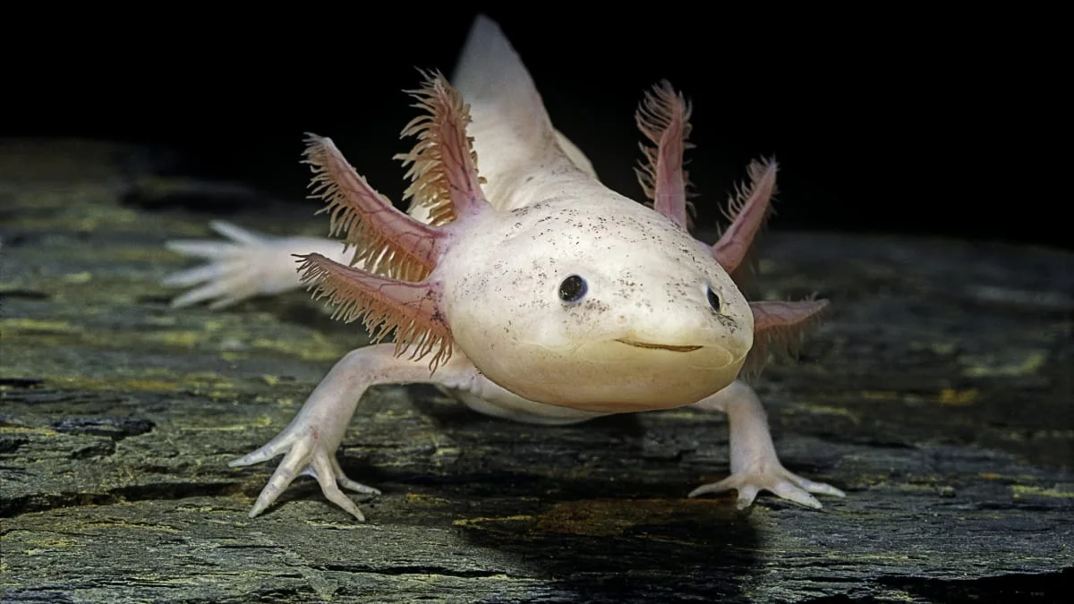 Axolotl showing feathery external gills