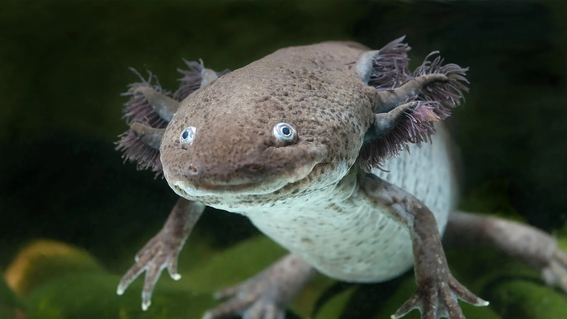 Axolotl resting underwater
