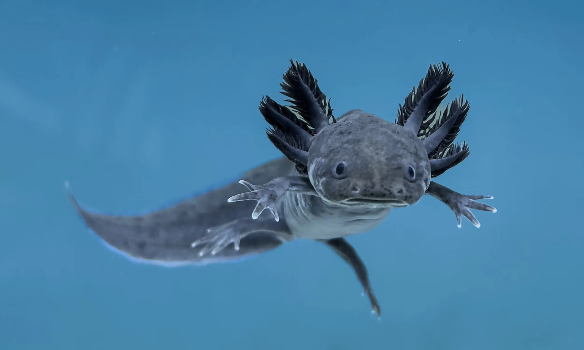 Close view of an axolotl's external gills