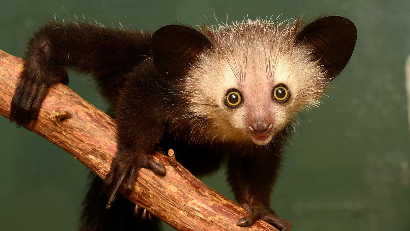 Close view of an aye-aye's face and large ears