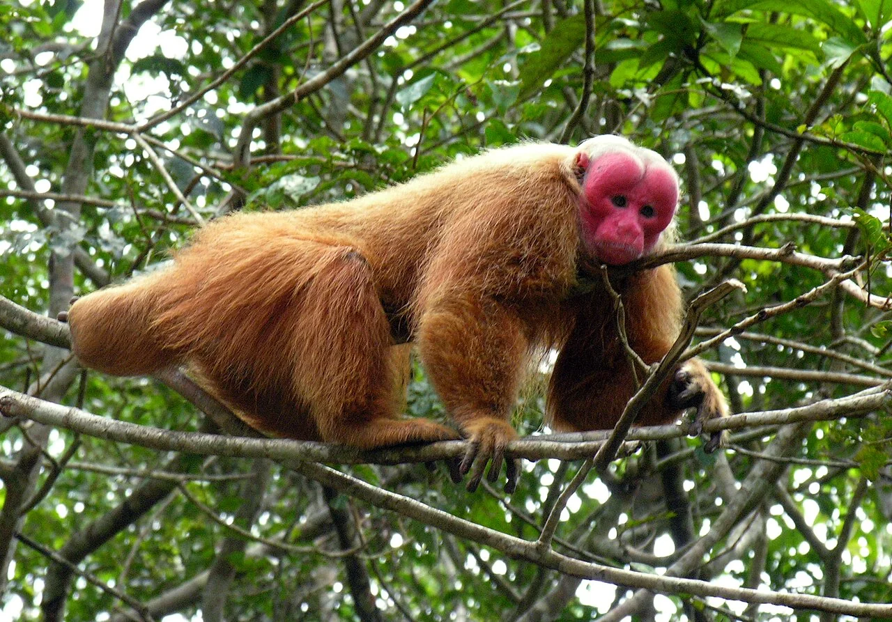 Bald uakari with a bare red face