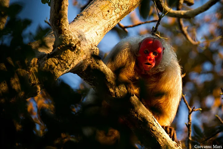 Bald uakari sitting on a branch