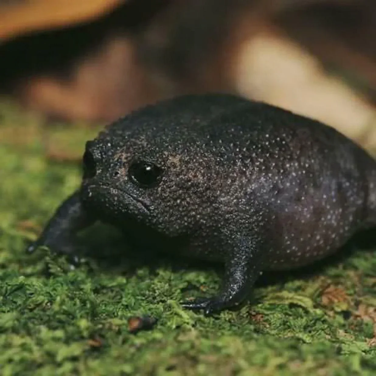 Close view of a black rain frog's face