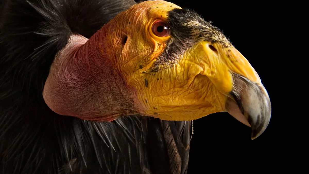 California condor soaring with broad wings
