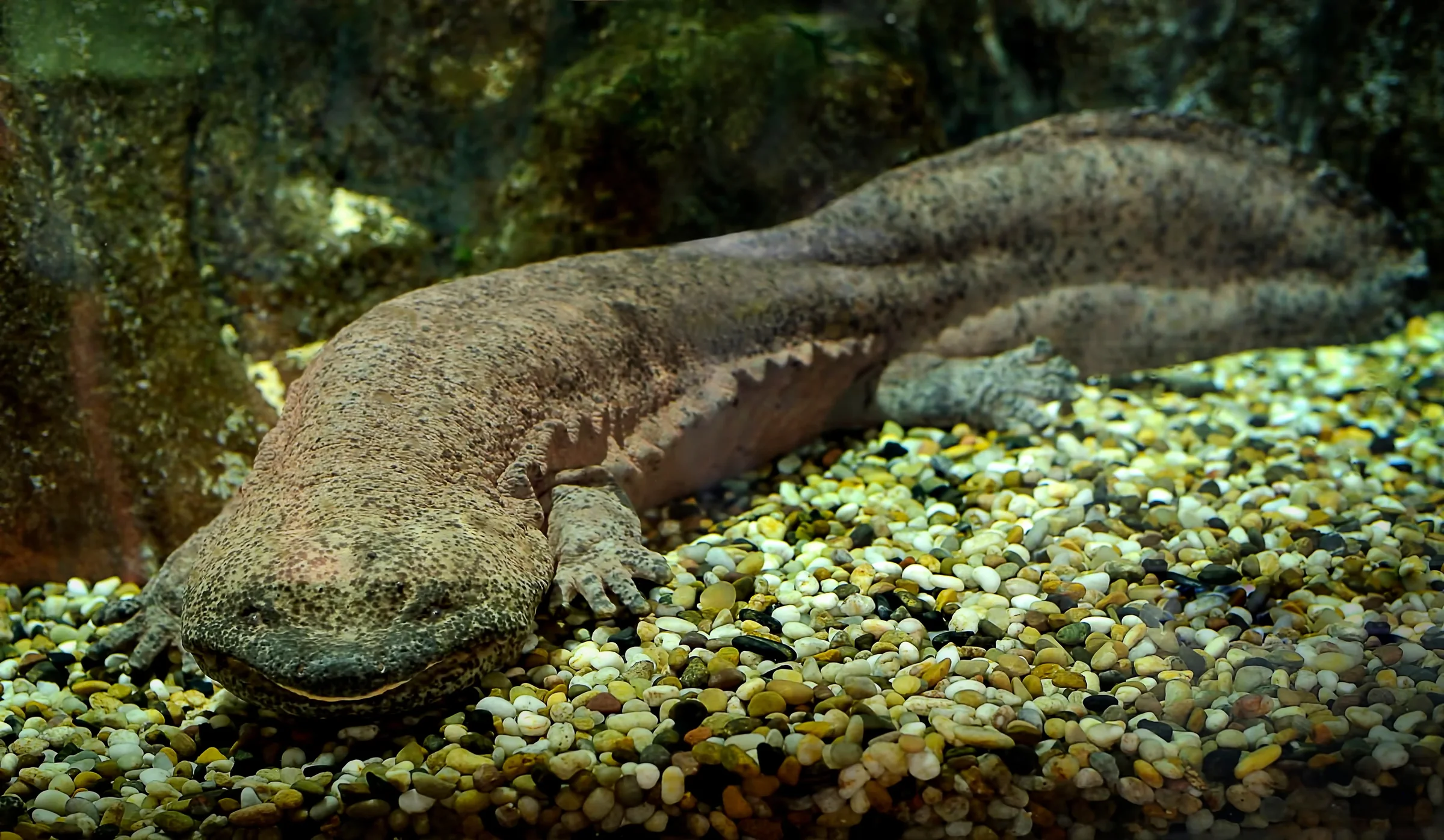 Chinese giant salamander resting among river rocks