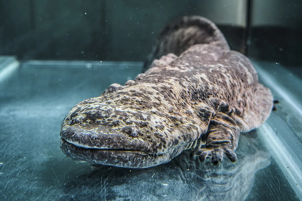 Close view of Chinese giant salamander skin folds