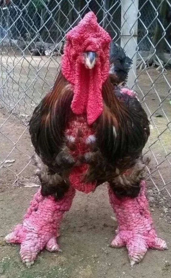 Dong Tao rooster standing on thick legs