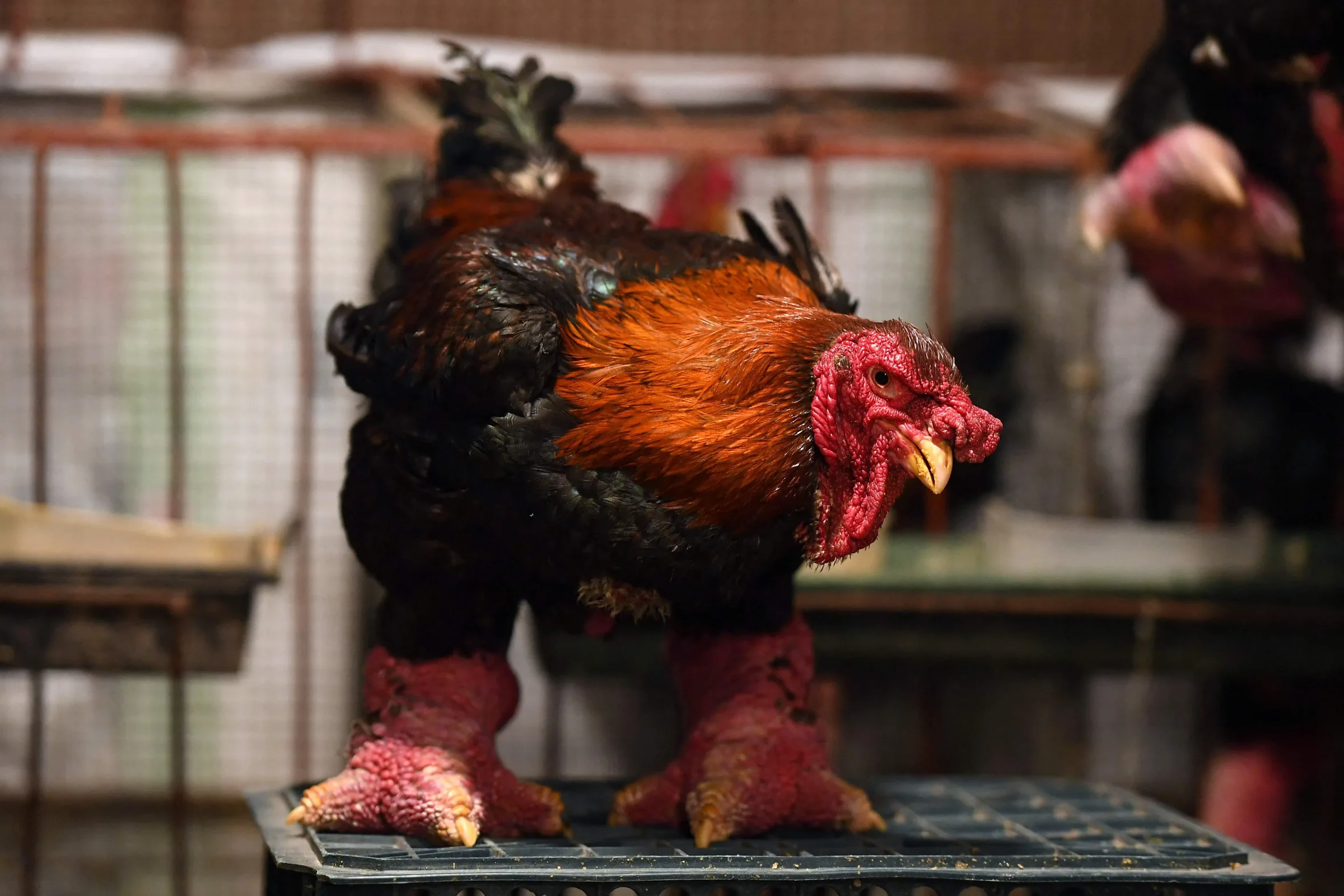 Dong Tao chicken showing exceptionally thick legs